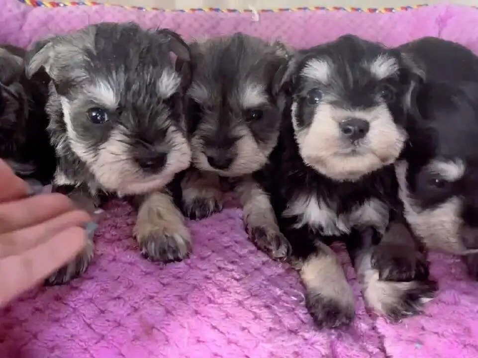 雪纳瑞幼犬饲养指南(雪纳瑞幼犬饲养注意事项)