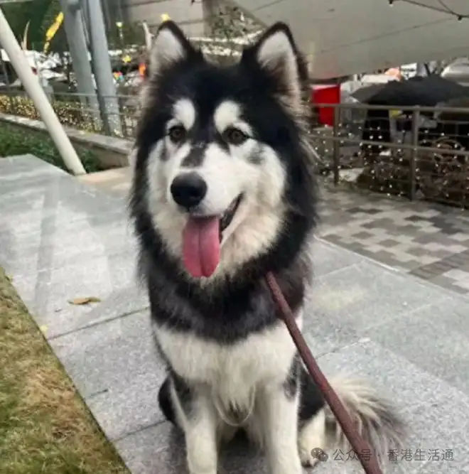雪橇犬幼犬多少钱(雪橇犬幼犬多少钱一条)