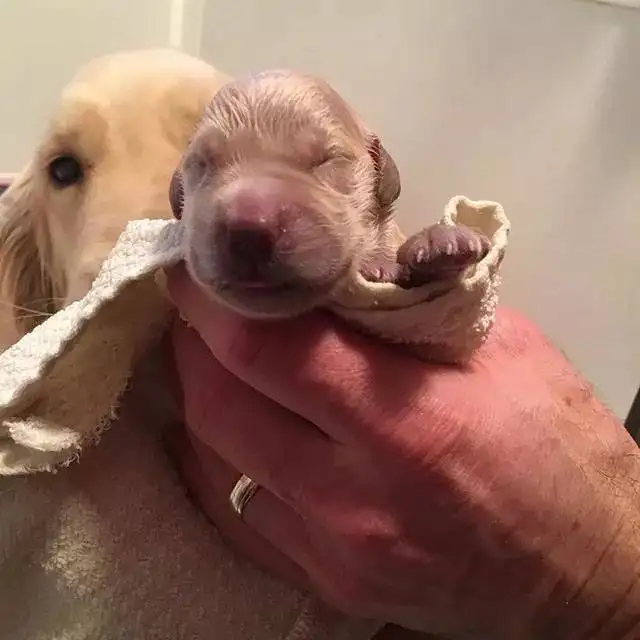 狗狗生产前多久有奶水(狗狗生产前多久会有奶水)
