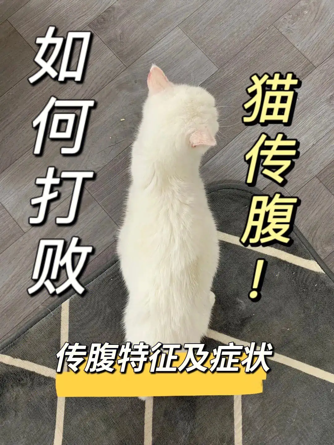 猫传腹是为什么会得(猫传腹为什么会得传腹)