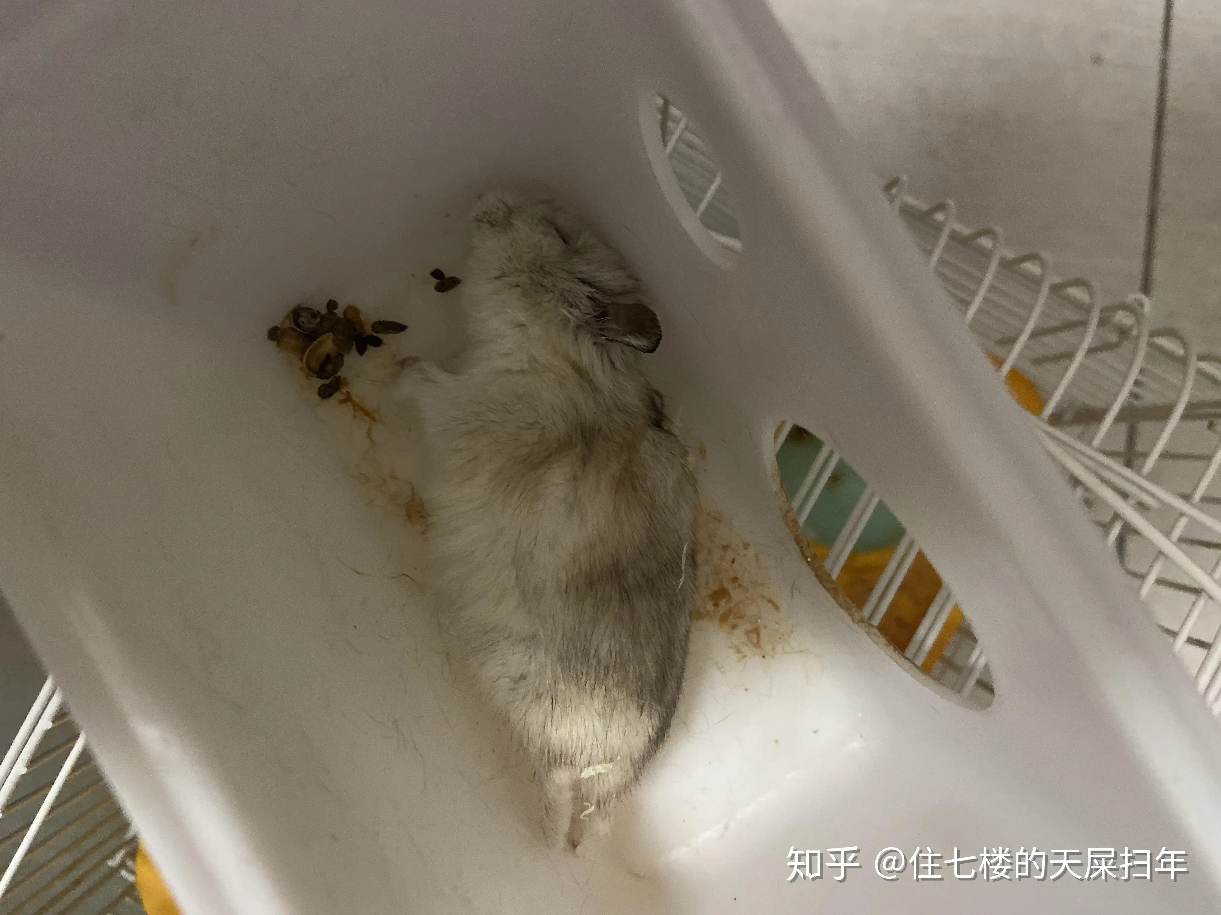 仓鼠快死的七种表现(仓鼠快死的七种表现视频)