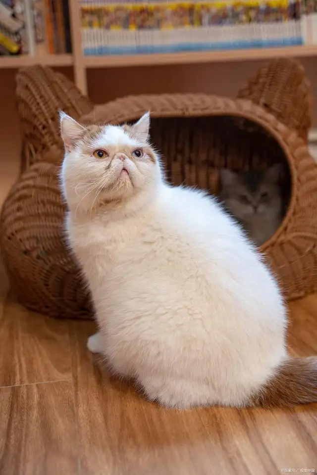 加菲猫又叫什么猫(加菲猫是什么猫的品种)