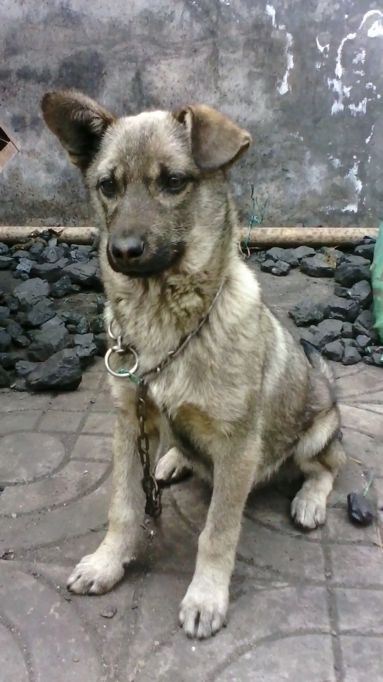 中华田园犬像狼(中华田园犬像狼一样的)