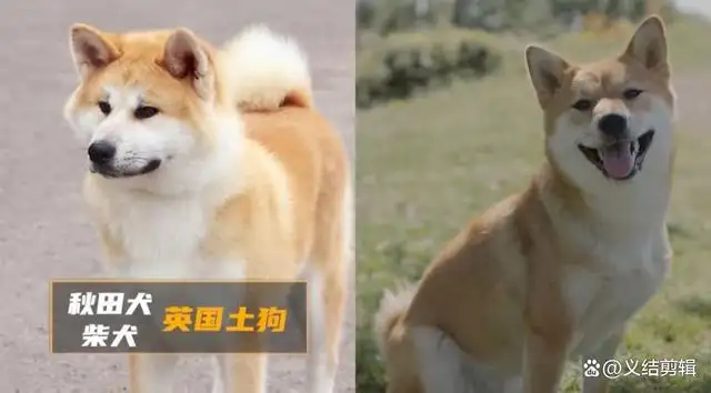 中华田园犬像狼(中华田园犬像狼一样的)