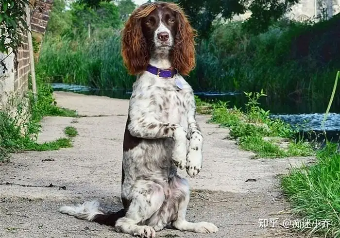 史宾格性格怎么样(史宾格的智商怎么样)