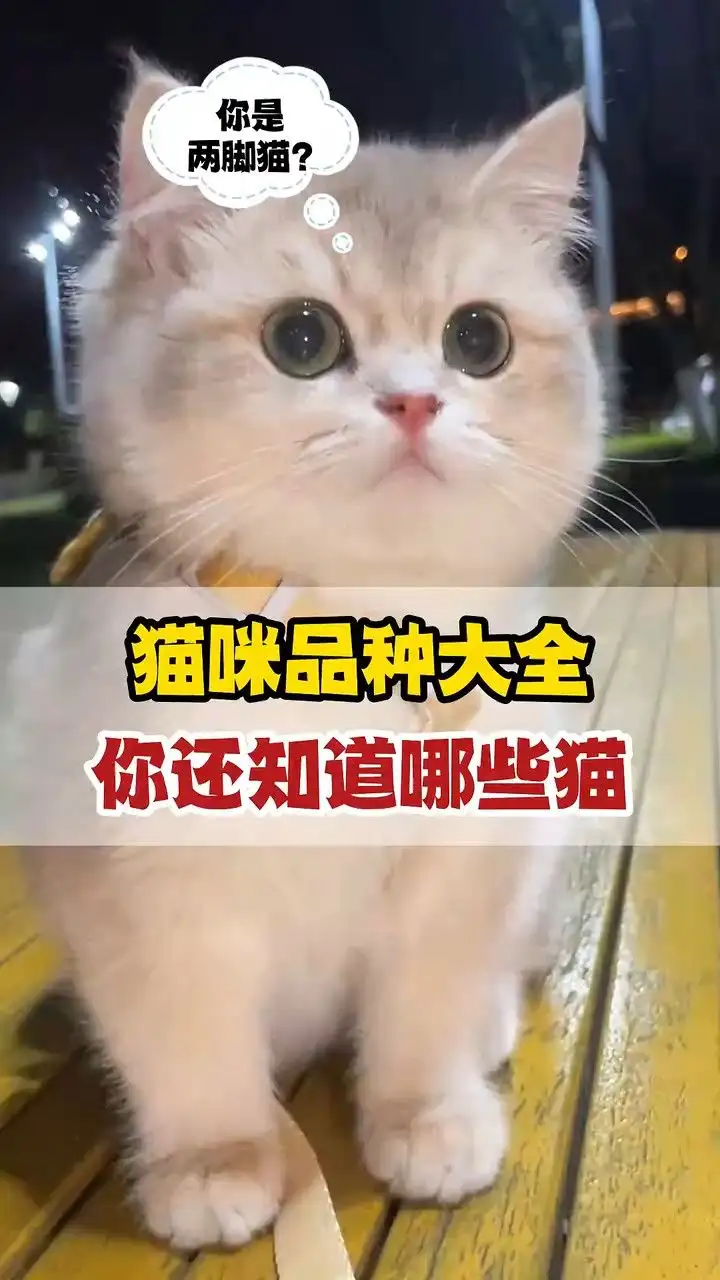 猫所以品种(猫品种都有啥)