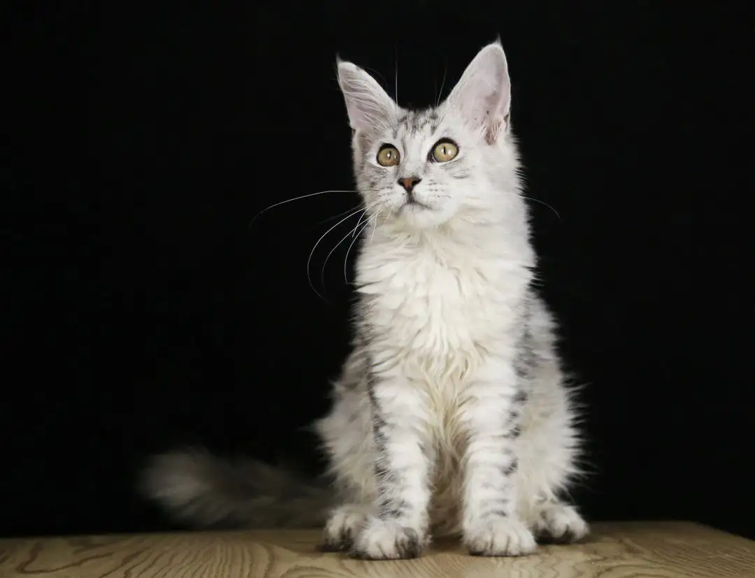 便宜的猫是什么猫(价格便宜的猫有哪些)