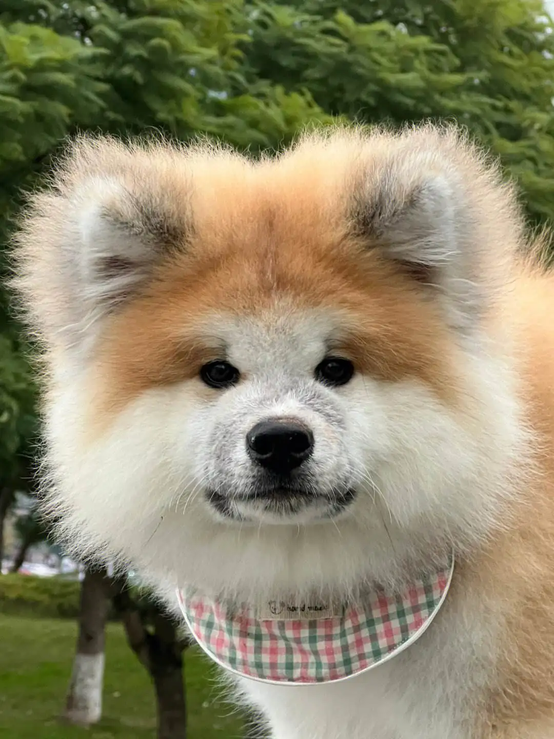 秋田犬一只多钱(秋田犬要多少钱一只)