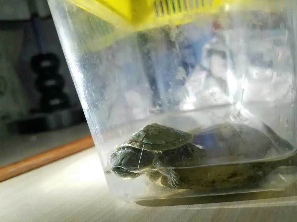乌龟为什么总是闭着眼睛(乌龟为什么总是闭着眼睛呼吸)
