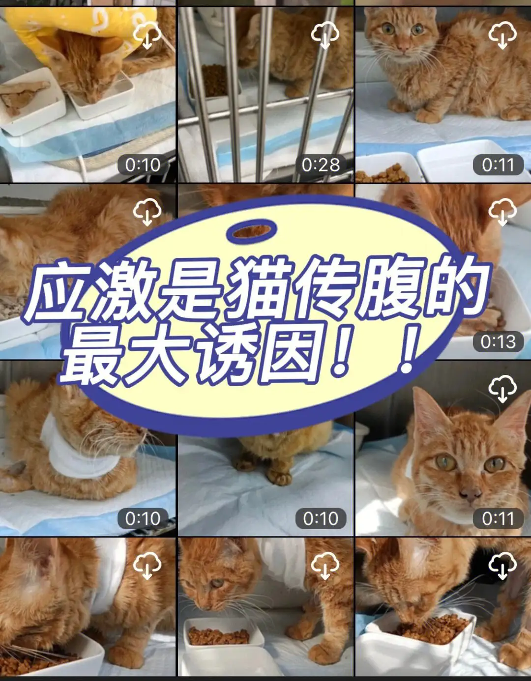 为什么猫咪会得猫传腹的简单介绍