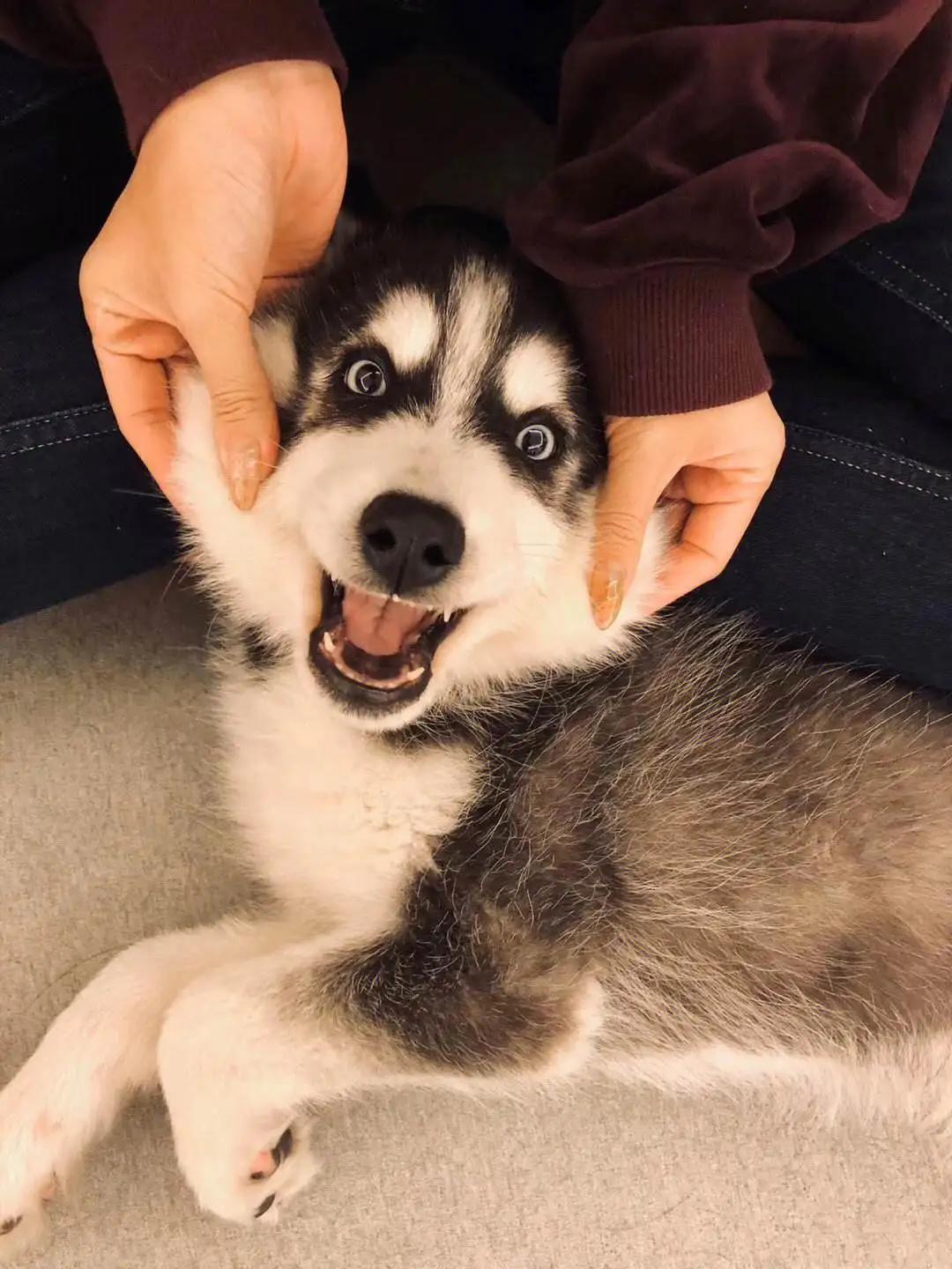 哈士奇幼犬老叫(哈士奇幼犬老叫怎么回事)