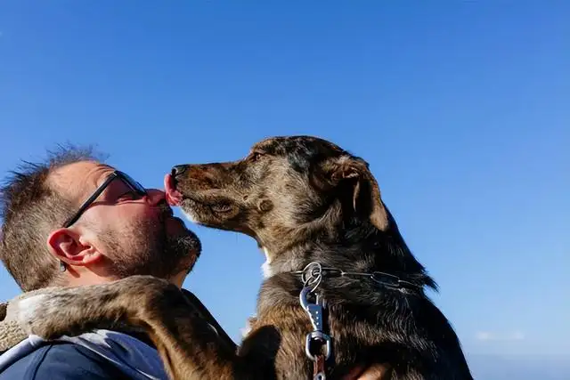 在犬(在犬只毛发干燥过程中发现毛发容易)