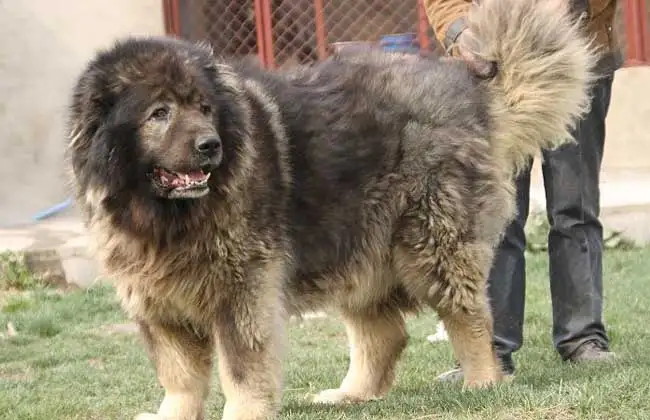 高加索牧羊犬多少钱一只(高加索牧羊犬多少钱一只幼犬)