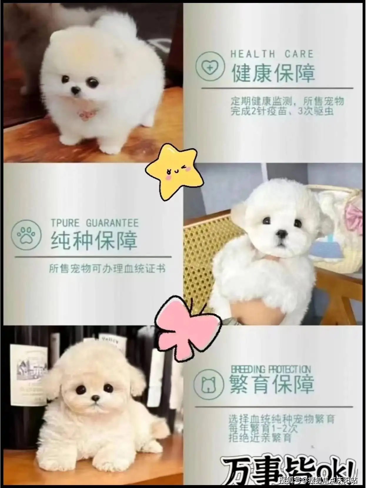 哪里有卖纯种阿拉斯加犬(哪里有卖纯种阿拉斯加犬的)