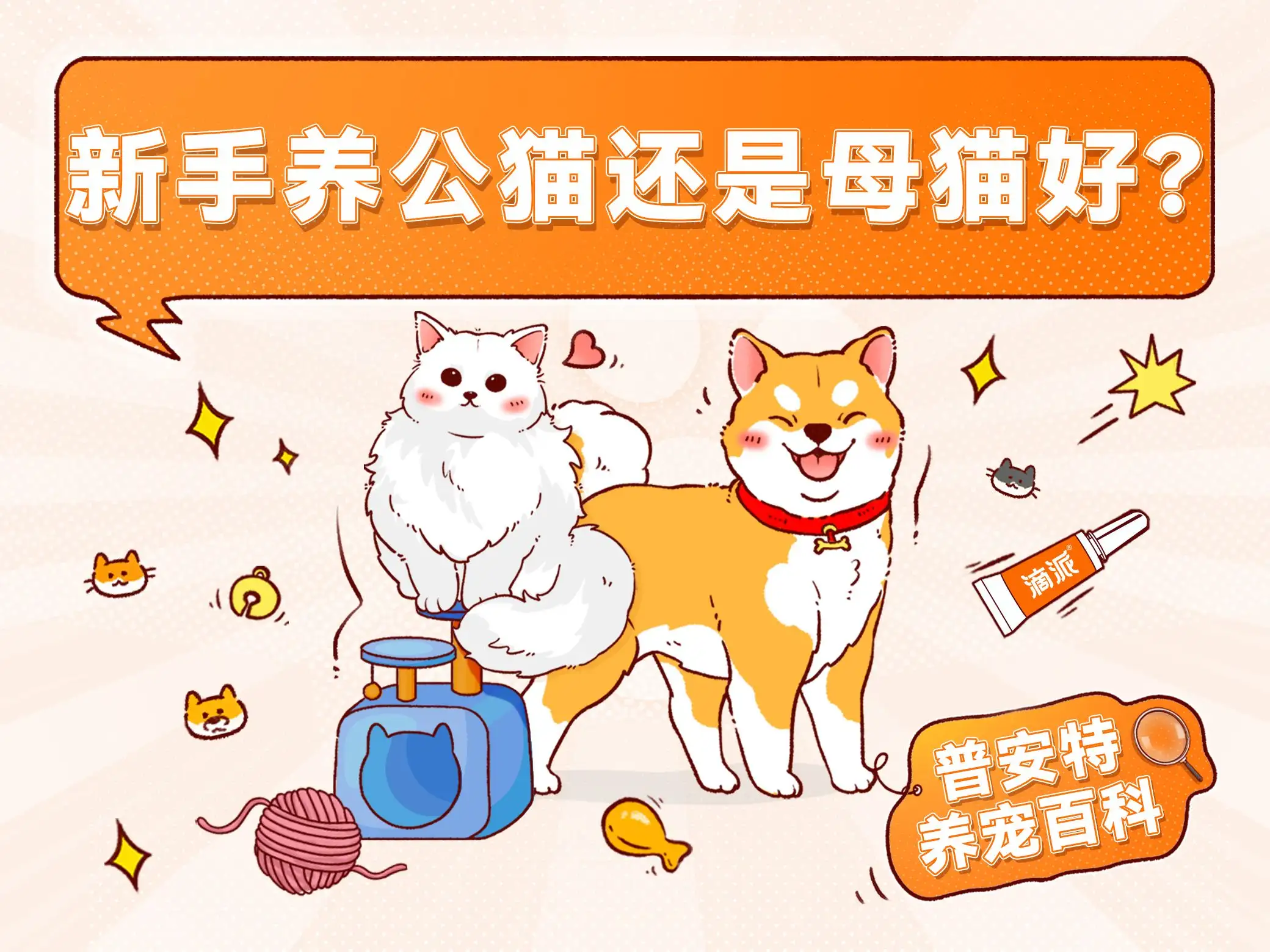 男生养母猫好还是养公猫好(男生养猫养公的好还是母的好)