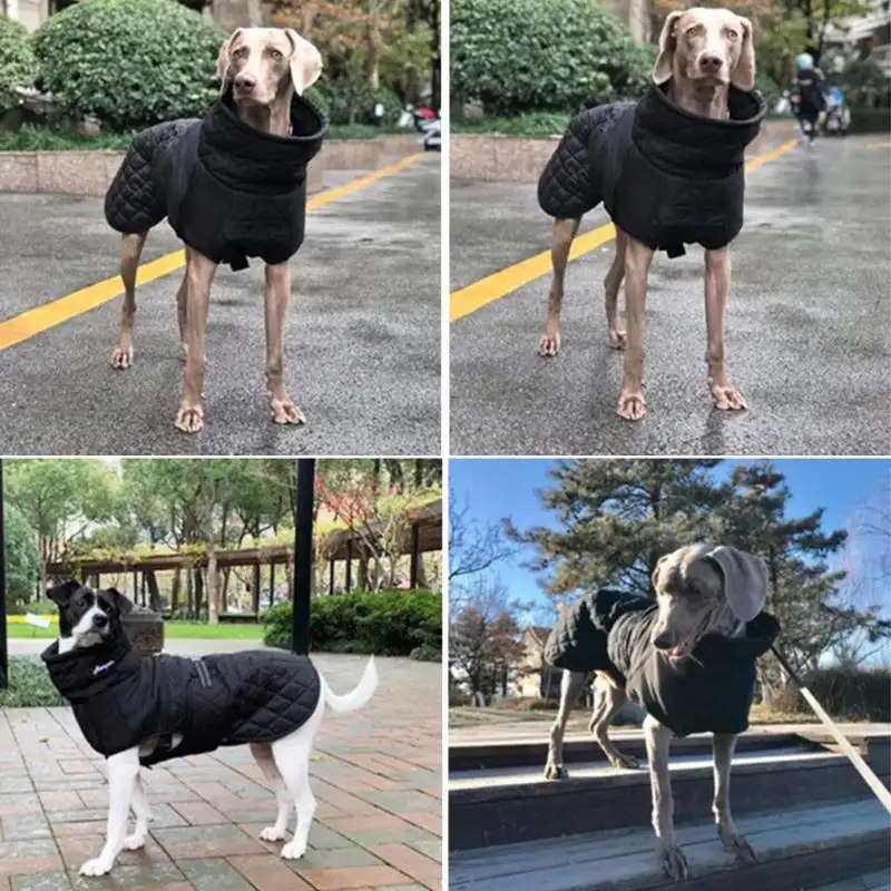 狗的品种中型犬(狗的品种中型犬排名)