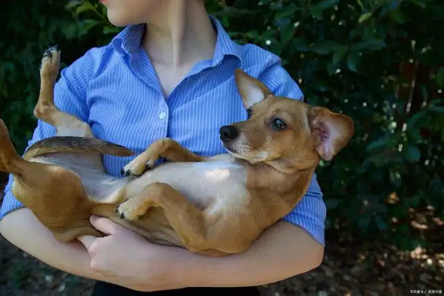 在犬(在犬只毛发干燥过程中发现毛发容易)