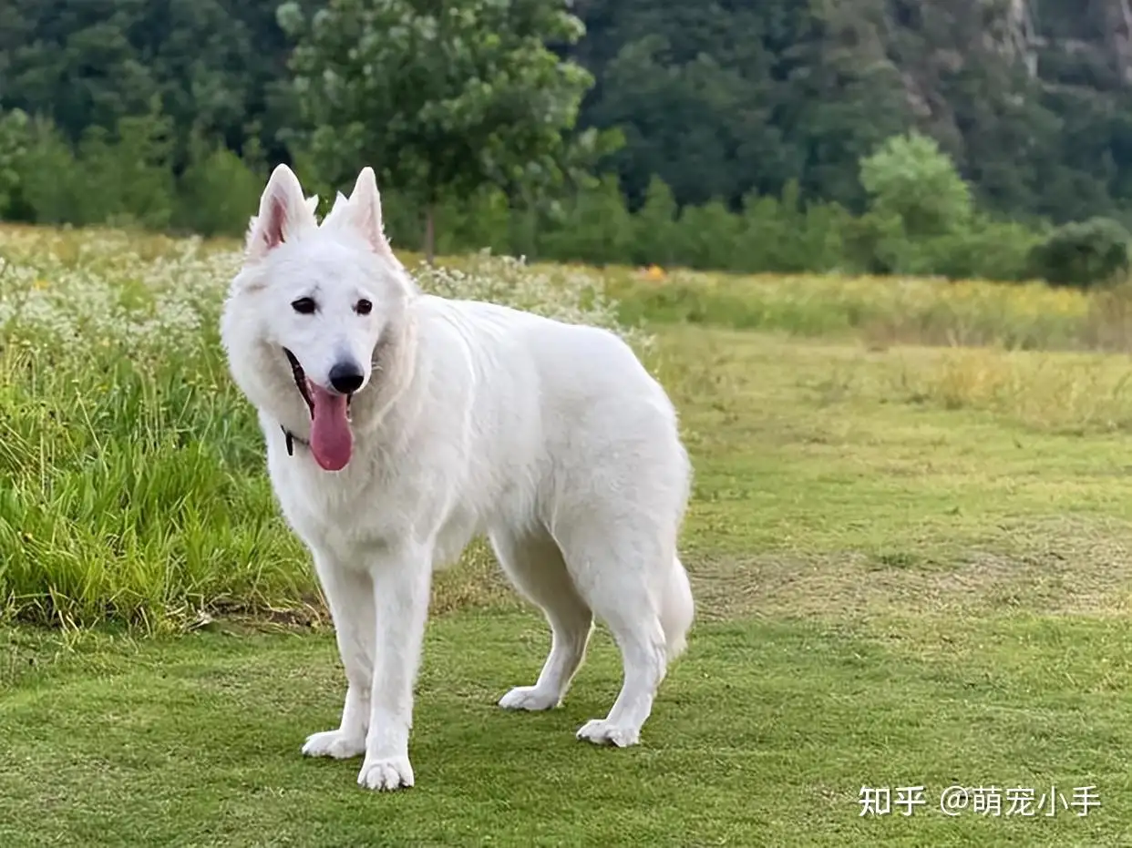 德国牧羊犬白色多少钱(白色德国牧羊犬的市场价)