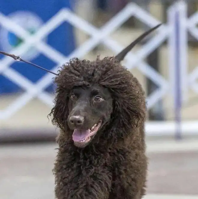 卷毛小型犬(卷毛小型犬有哪些)