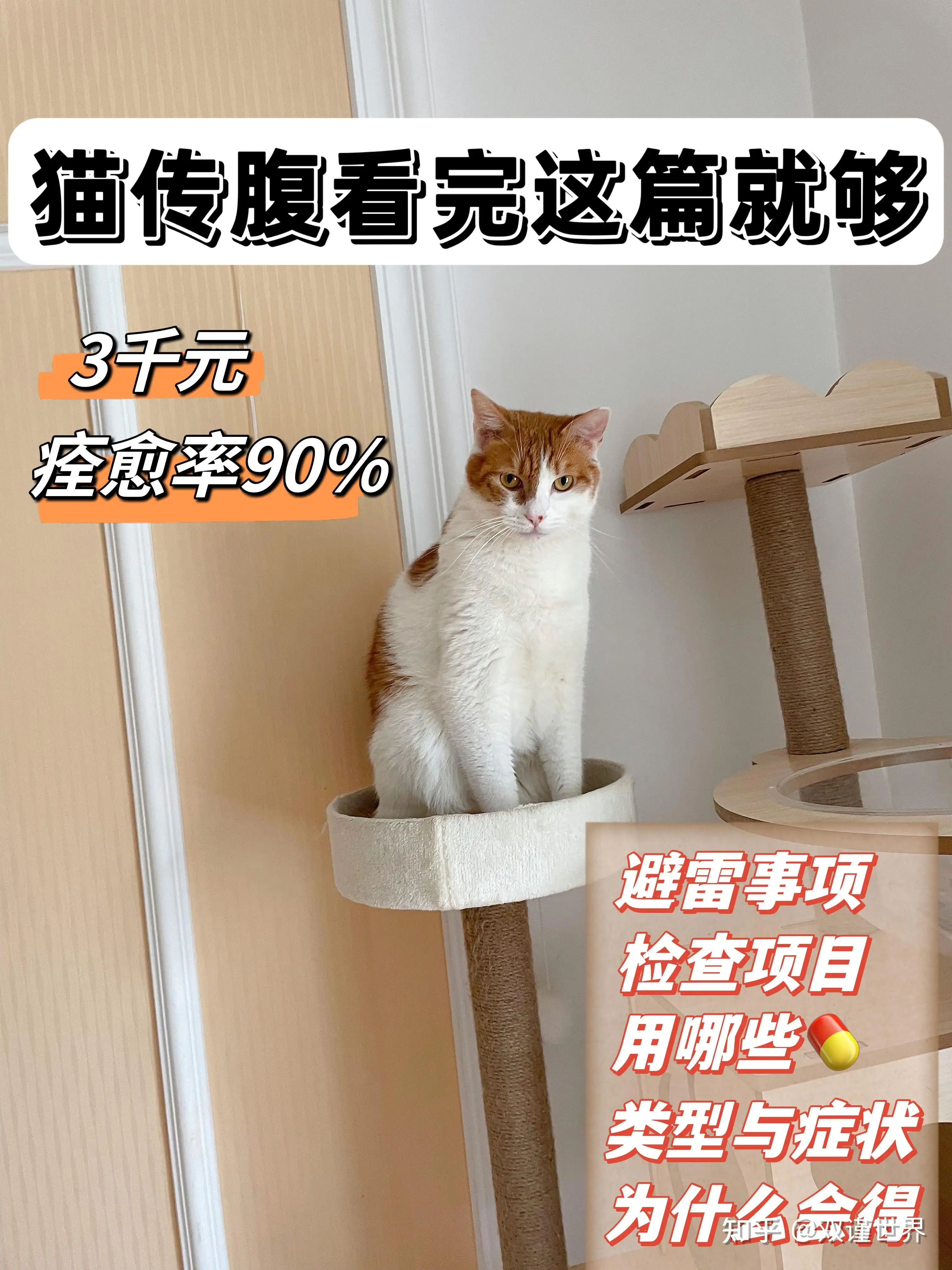 猫传腹体温下降是不是要死了的简单介绍