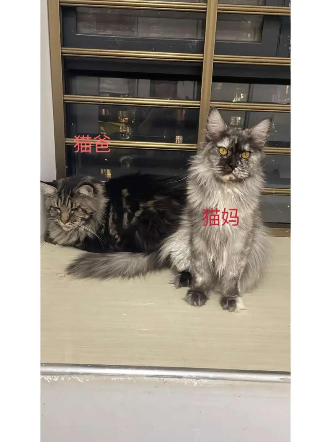 缅因猫小猫价钱(缅因猫的大概价格)