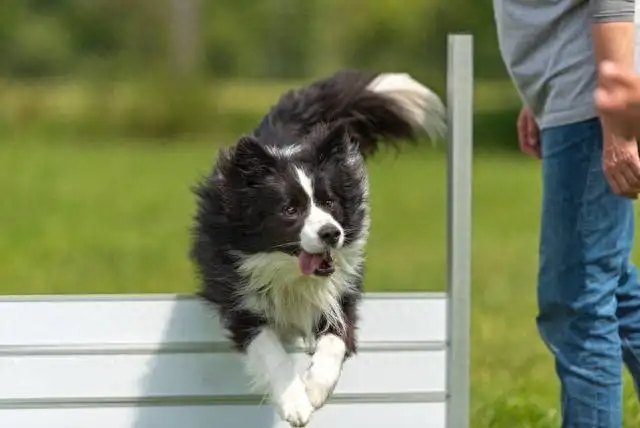 边境牧羊犬是禁养犬种吗(边境牧羊犬属于什么类型的)