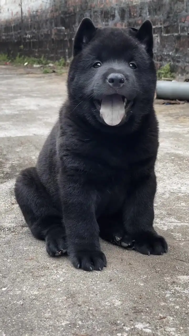 中华田园犬黑(中华田园犬黑色胸前白毛图片)