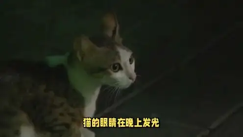 猫眼睛晚上发亮(猫眼睛晚上发亮吗)