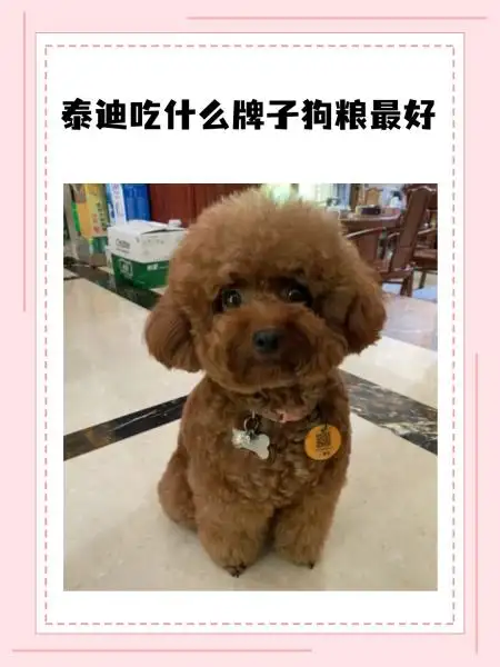 包含泰迪幼犬吃什么牌子的狗粮比较好的词条