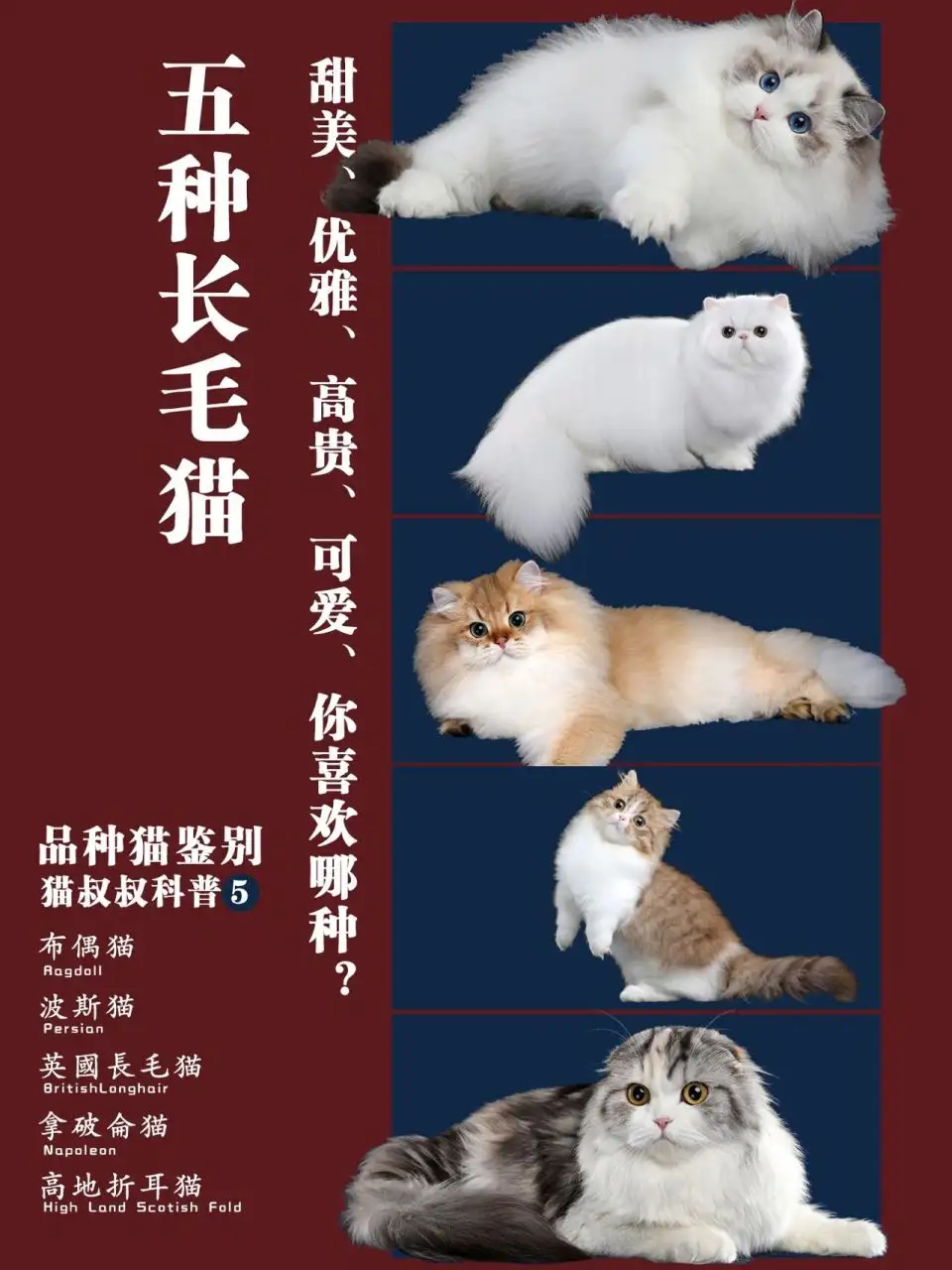 经典猫咪品种(十大最受欢迎猫咪品种)