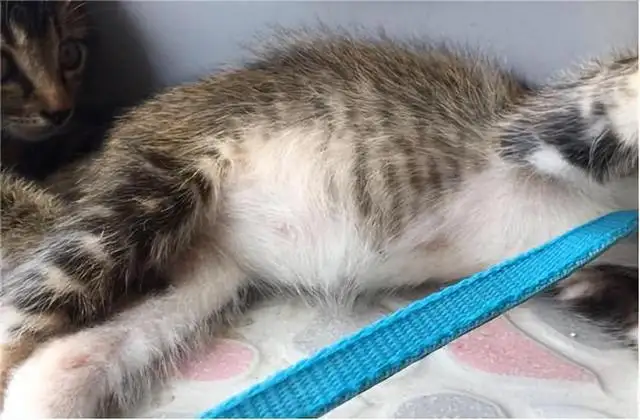 猫传腹体温下降是不是要死了的简单介绍