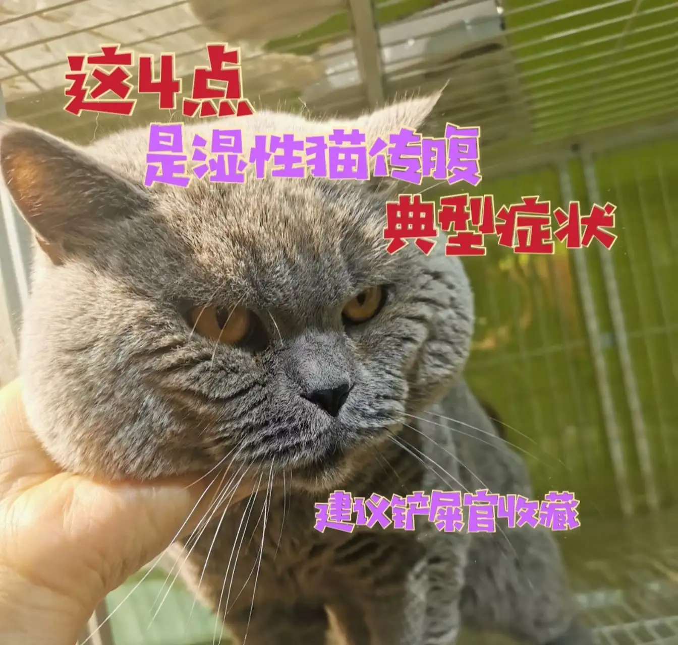 为什么会得猫传腹症状(猫咪为什么会得猫传腹?)