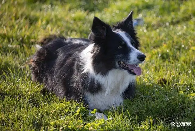 边境牧羊犬长什么样(边境牧羊犬叫什么名字)