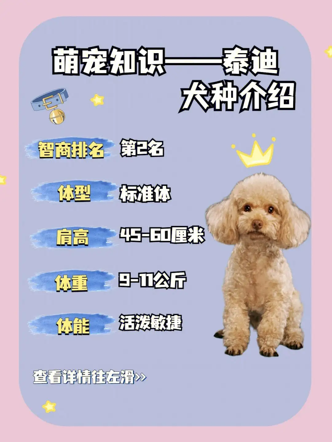 泰迪犬与贵宾犬的区别(泰迪犬与贵宾犬的区别图片)