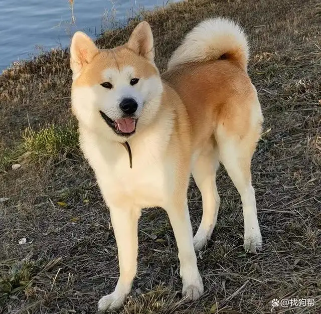 秋田犬有多大(秋田犬有多大体型)