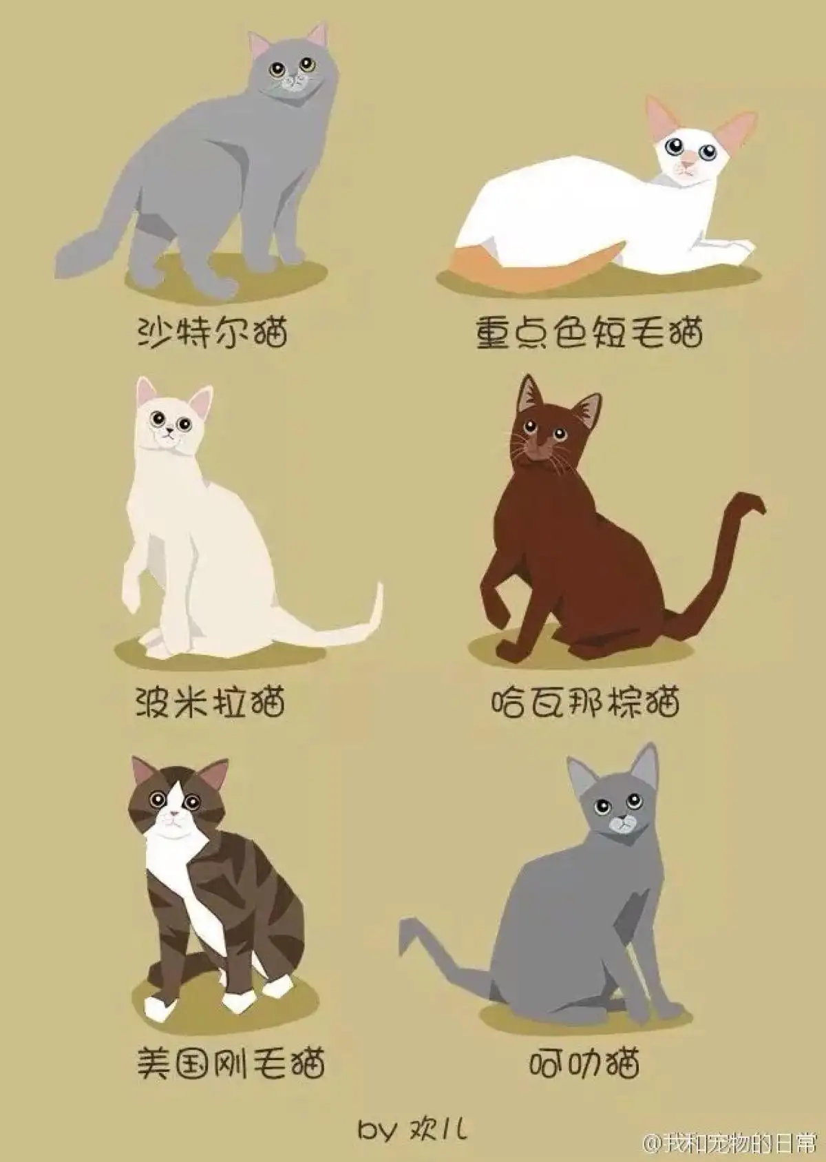 如何辨认猫的品种(如何辨认猫的品种图片)