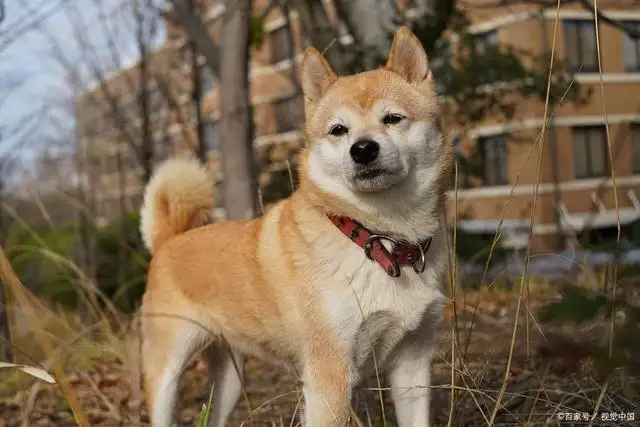 中华田园犬有哪些品种(中华田园犬有哪些品种?)