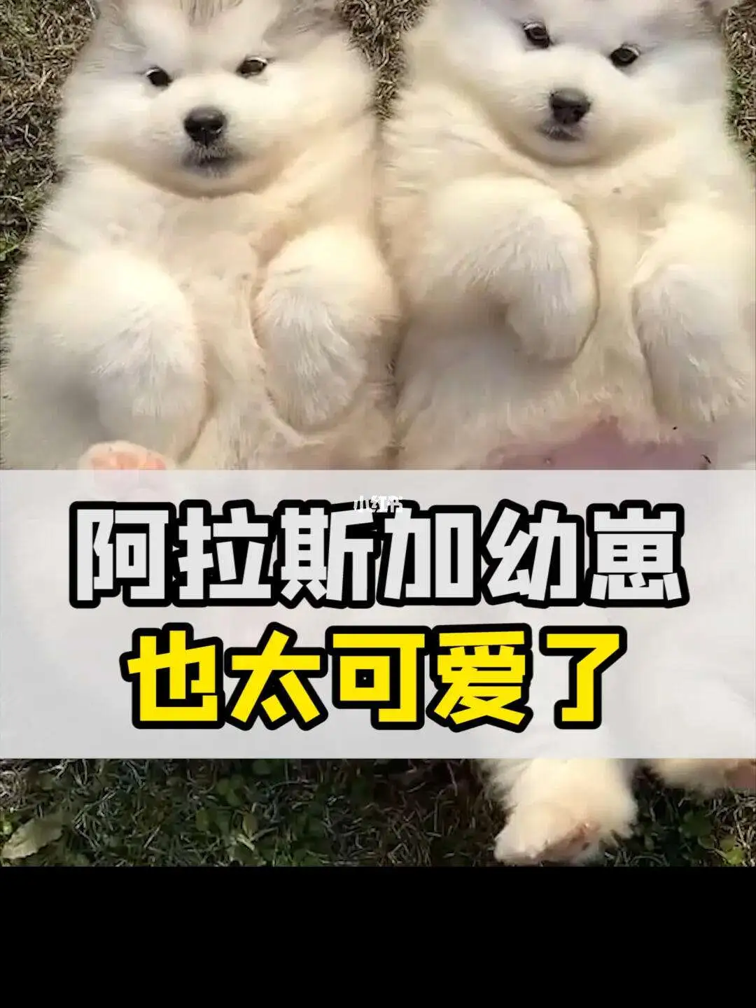 北京阿拉斯加幼犬一只多少钱(想买一只阿拉斯加幼犬多少钱一只)