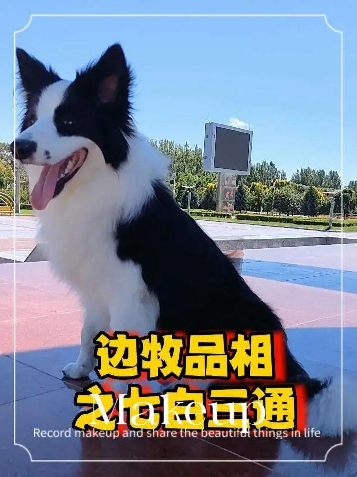 边境牧羊犬怎么买(边境牧羊犬怎么选优质的)