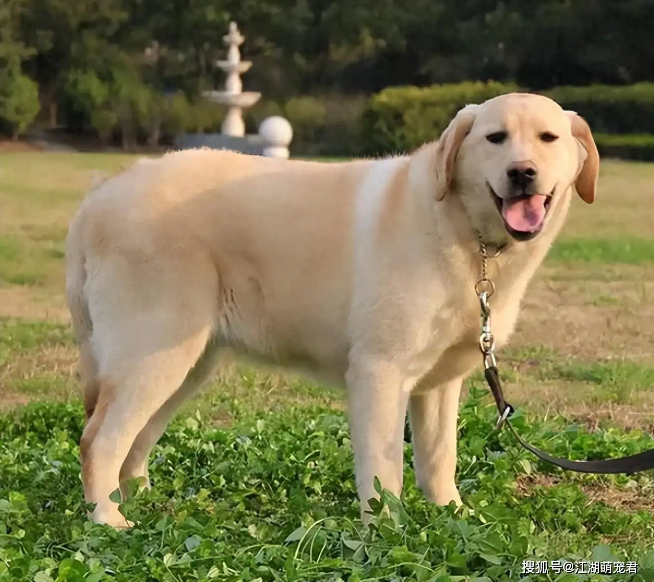 拉布拉多好养吗?优缺点有哪些(拉布拉多犬好养吗?优缺点有哪些)