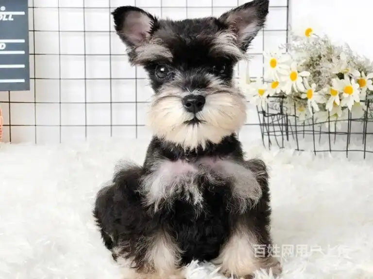 雪纳瑞犬幼犬多少钱一只(雪纳瑞狗狗一般多少钱一只)