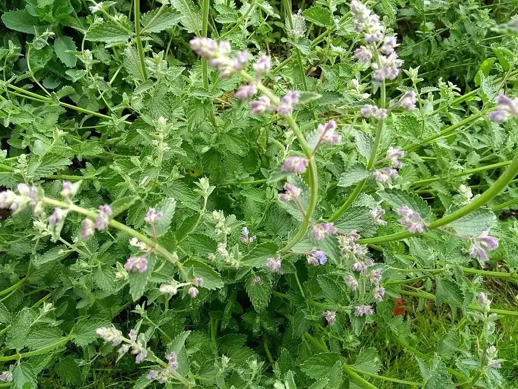 猫薄荷是干嘛用的(猫薄荷是起什么作用的)