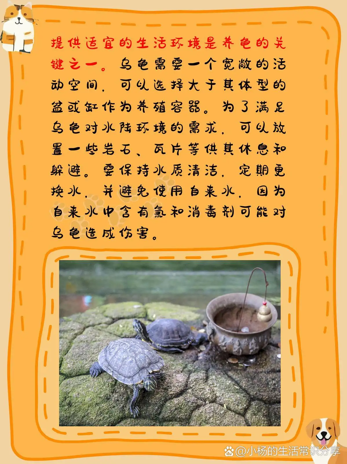 养巴西龟水放多少合适(养巴西龟要放多少水合适)
