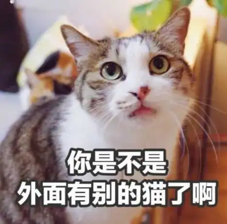 猫多远能闻到主人味道(猫咪多远能闻到主人的味道)