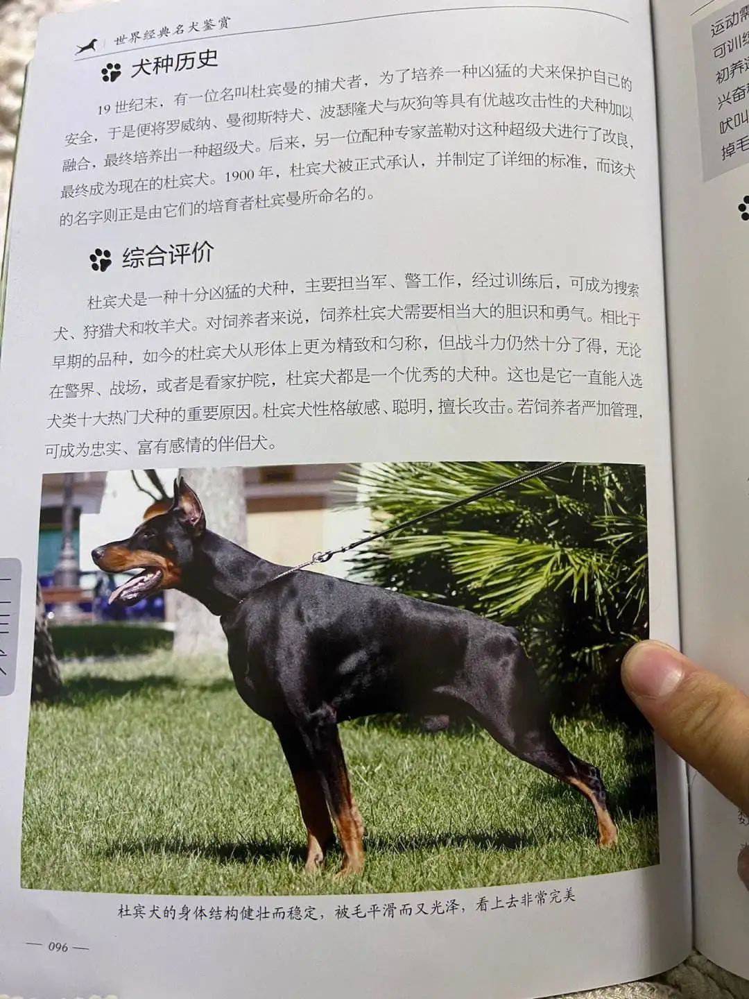 杜宾犬纯种价位(杜宾犬的价格一般是多少)