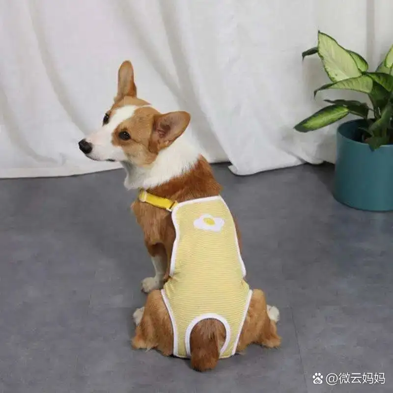 狗会不会来大姨妈(狗是不是也会来大姨妈)