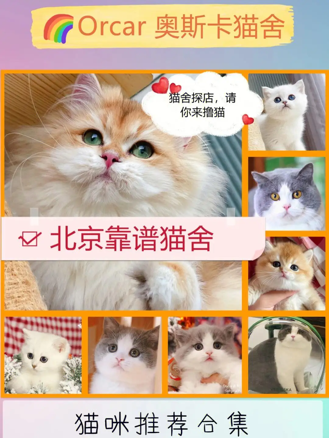 鉴别猫咪品种软件(鉴别猫咪品种软件推荐)