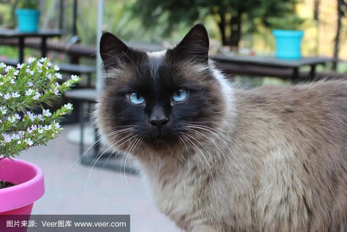 蓝眼睛猫是什么品种(蓝眼睛猫是什么品种图片)