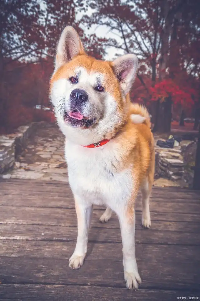 可爱的秋田犬图片(可爱秋田犬卖萌图片)