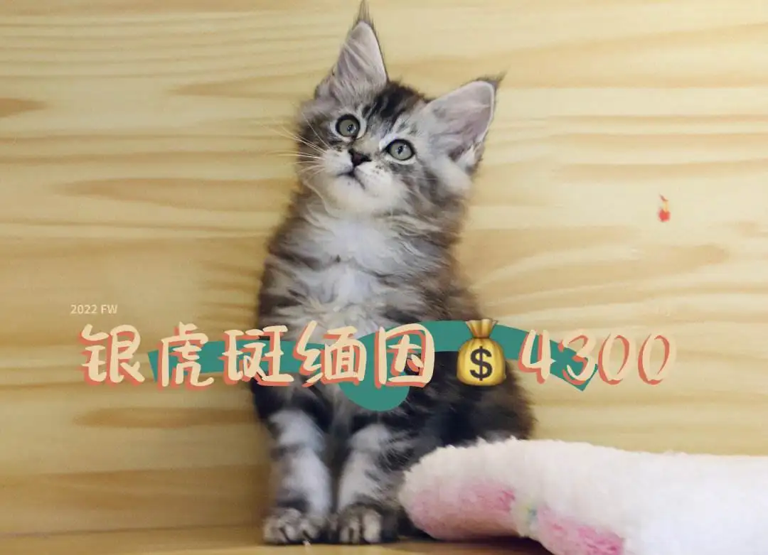 缅因猫哪里买便宜(缅因猫哪里买便宜好养)